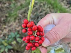 -杭州半山国家森林公园