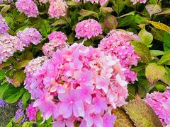 -合肥滨湖国家森林公园