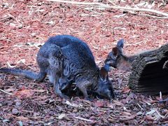 -费瑟代尔野生动物园