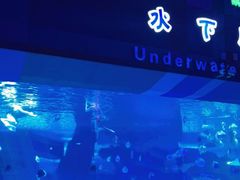 -泉城欧乐堡海洋极地世界