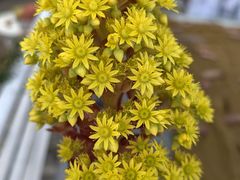 -唐咖精品咖啡(大理古城手冲店)