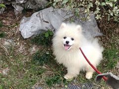 -忠犬公馆(月亮湾店)