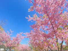 -新江湾城公园