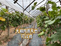 -马陆小张葡萄园农家乐