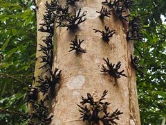 -武吉知马自然保护区