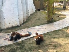 -灵玲国际马戏城