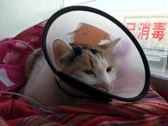 -康旭宠物医院(郑州总院)