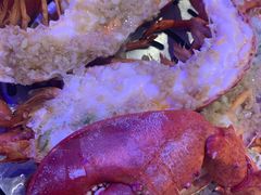 -半岛听涛蒸汽海鲜自助(K11店)