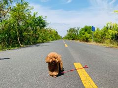 -盐城丹顶鹤湿地生态旅游区