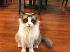 -猫小院猫主题咖啡厅(北锣店)