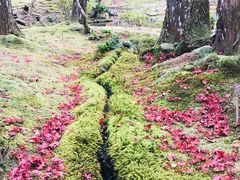 -西芳寺(苔寺)