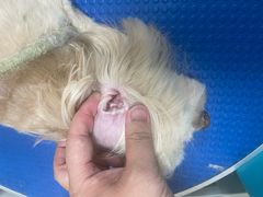 -佳雯宠物医院·皮肤科·内外科(春晓路分院)