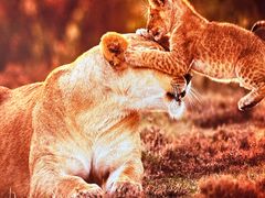 -罗红摄影艺术馆