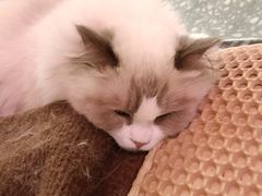 -大型宠物商超·宠海王国·宠物猫狗活体·用品·美容(新世界百货重庆店)