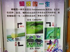 -上海大自然野生昆虫馆(东方明珠·爬宠昆虫探索中心)
