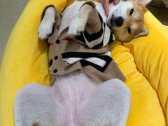 -逗柴咖啡屋·狗咖猫咖宠物桌游