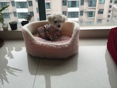 -爱侣宠医·鹦鹉专科·小型哺乳类·异宠专科(灵石路店)