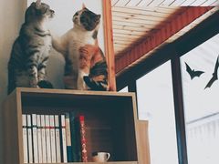 -隅cafe(傅厚岗店)