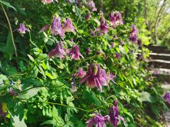 -白草畔自然风景区