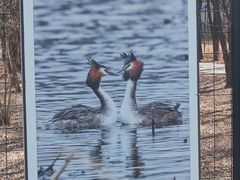 -野鸭湖国家湿地公园