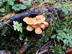 -硗碛藏寨·神木垒景区