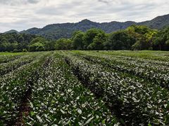 -中国茶叶博物馆(双峰馆区)