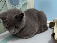 -纳吉亚猫专科动物医院·北北分院