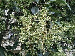 -成都中医药大学(温江校区)