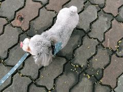 -佳雯宠物医院(四明中路分院)