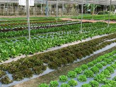 -Ohkajhu Organic Farm Sansai