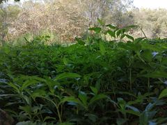 -美丽南方·老木棉匠园·团建烧烤·烤全羊