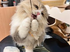 -瞄一喵猫咖(格力海岸店)