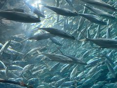 -上海海洋水族馆