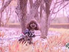 -超宠爱宠物摄影-Super pet