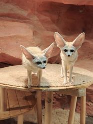 -Zoolung Zoolung动物主题公园(海信广场店)