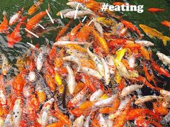 -苏苑饭店-中餐厅(长桥地区店)