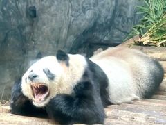 -深圳野生动物园
