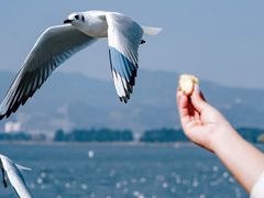 -海埂大坝