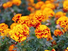 -长春公园(普阳街道)