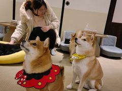 -逗柴咖啡屋·狗咖猫咖宠物桌游