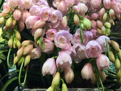 -双季花艺园艺市场(浦东店)