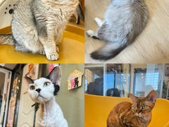 -有喵·猫咖·狗咖·30几只猫10只小狗(岗厦店)