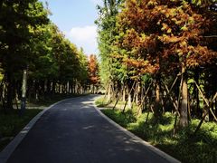 -九科绿洲