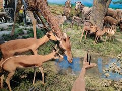 -国家自然博物馆