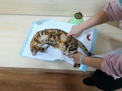 -乐派堂宠物医院·猫友好· 心脏科(东街店)