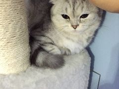 -喵的天空名猫咖啡馆·撸猫·猫舍·用品