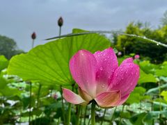 -东郊湿地公园