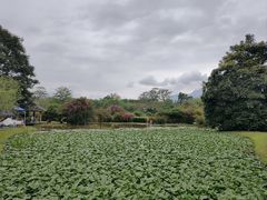 -中国科学院西双版纳热带植物园