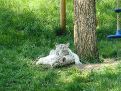 -北京野生动物园