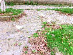 -武汉紫薇都市田园